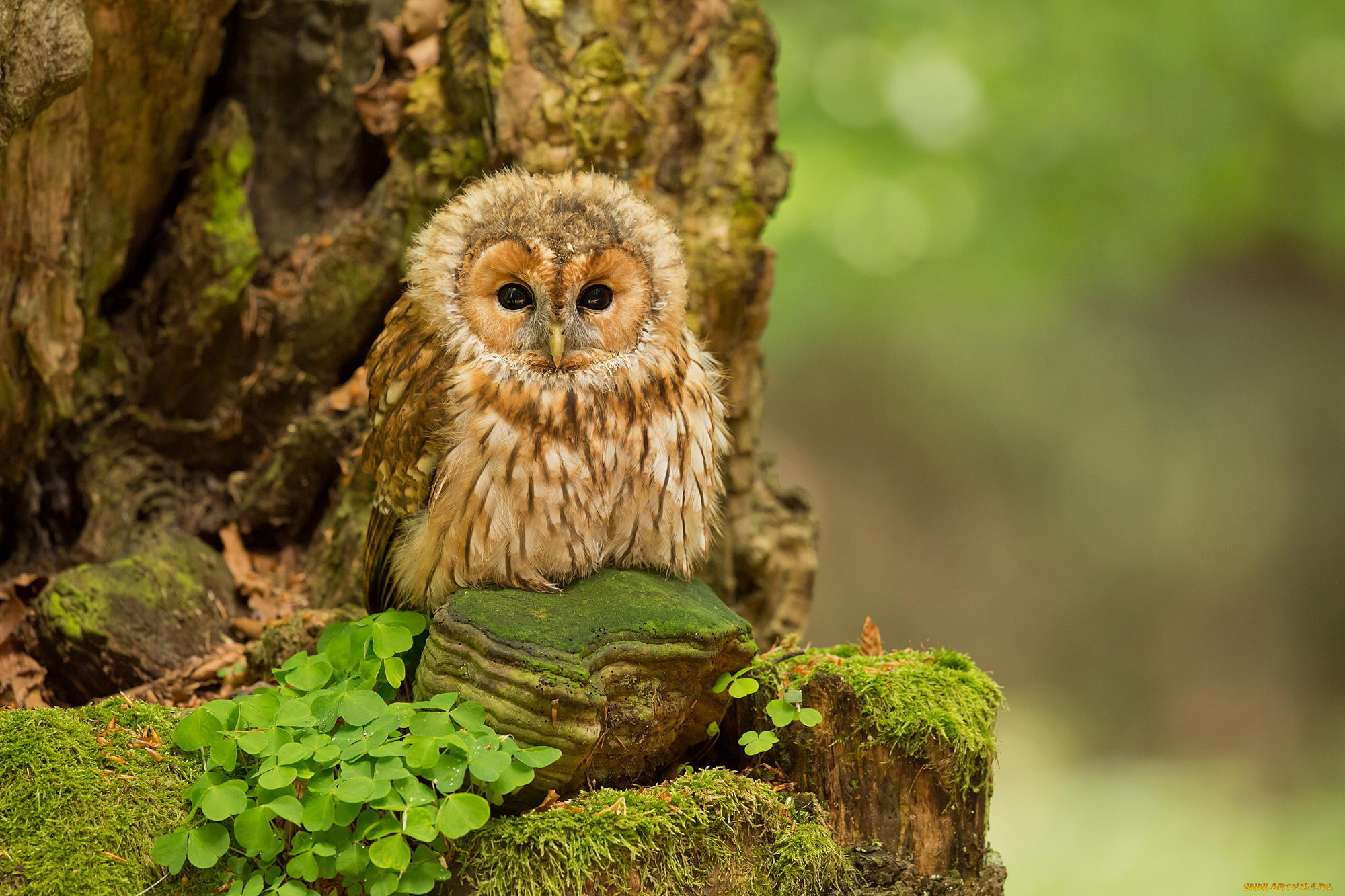 , , nature, forest, , , , , owl, tawny, birds